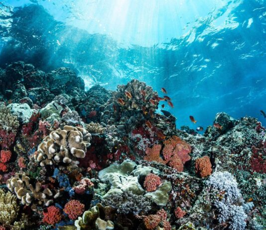Grande barriera corallina: aumenta il rischio di sbiancamento