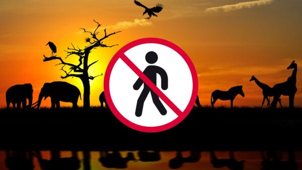 Pandemia miracolosa per gli animali?