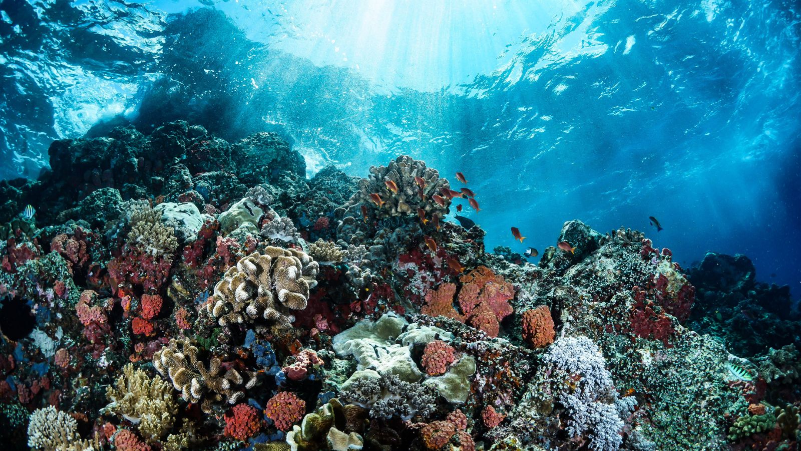 Grande barriera corallina: aumenta il rischio di sbiancamento 