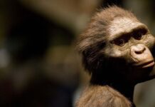 La scoperta del primo antenato umano senza coda e le sue implicazioni evolutive