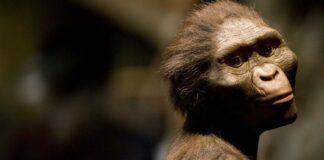 La scoperta del primo antenato umano senza coda e le sue implicazioni evolutive