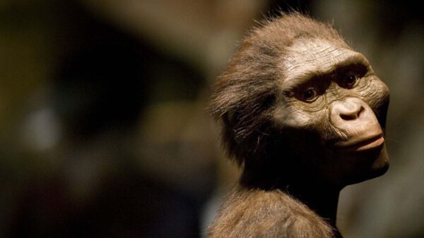 La scoperta del primo antenato umano senza coda e le sue implicazioni evolutive