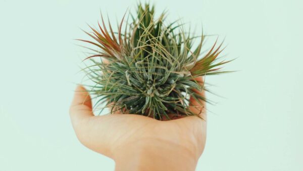 Dal terriccio al nutrimento dall'aria, impara i segreti della coltivazione delle Tillandsie
