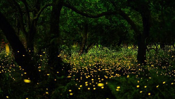 Lucciole, la magia della bioluminescenza: come funziona