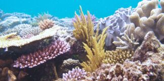 La barriera corallina perde vita a causa di questo grave fenomeno