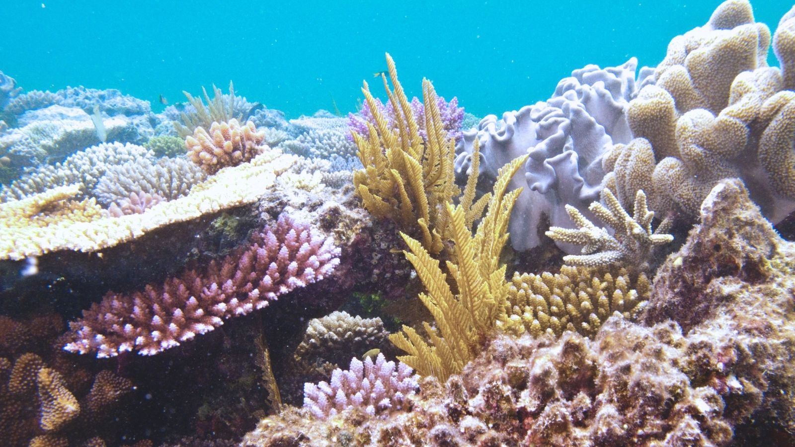 La barriera corallina perde vita a causa di questo grave fenomeno