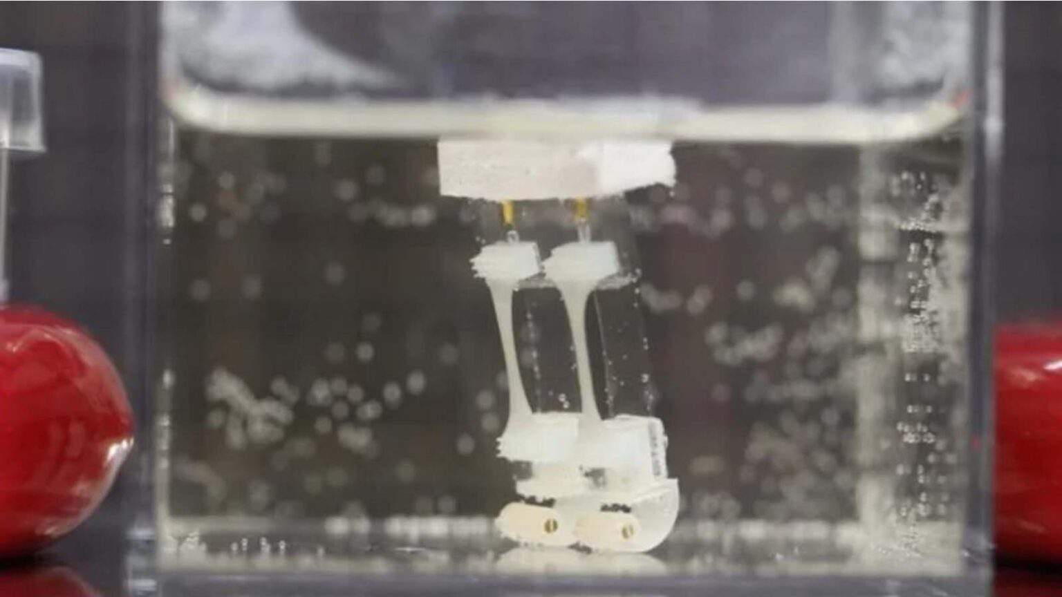 Galleggiare e camminare, le dualità del robot bioibrido