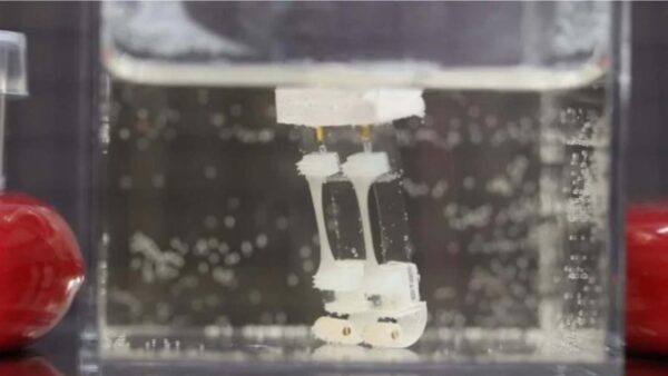 Galleggiare e camminare, le dualità del robot bioibrido