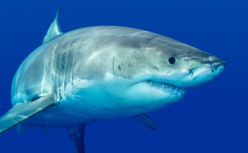 Se vi fa paura uno squalo sappiate che state sbagliando minaccia!