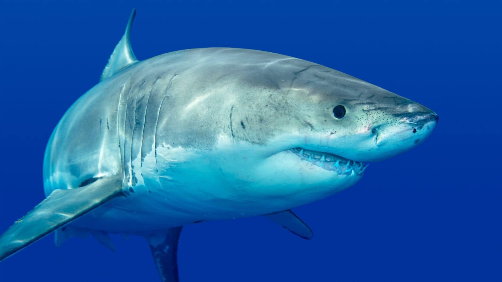 Se vi fa paura uno squalo sappiate che state sbagliando minaccia!