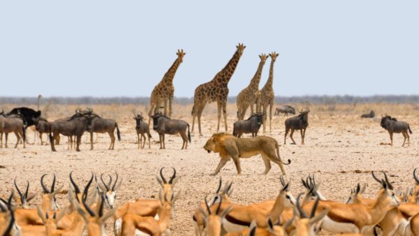 Natura, il trionfo della conservazione ambientale