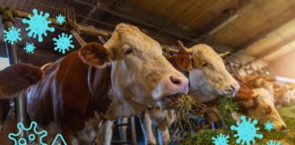 Grave minaccia per il bestiame: animali già colpiti dall'influenza aviaria