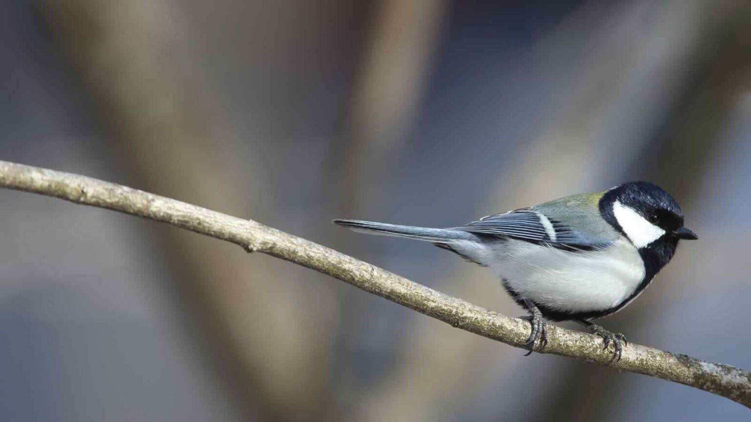 La cinciarella giapponese comunica con i gesti e vocalizzi strutturati come frasi, questo il risultato di uno studio di Tokyo