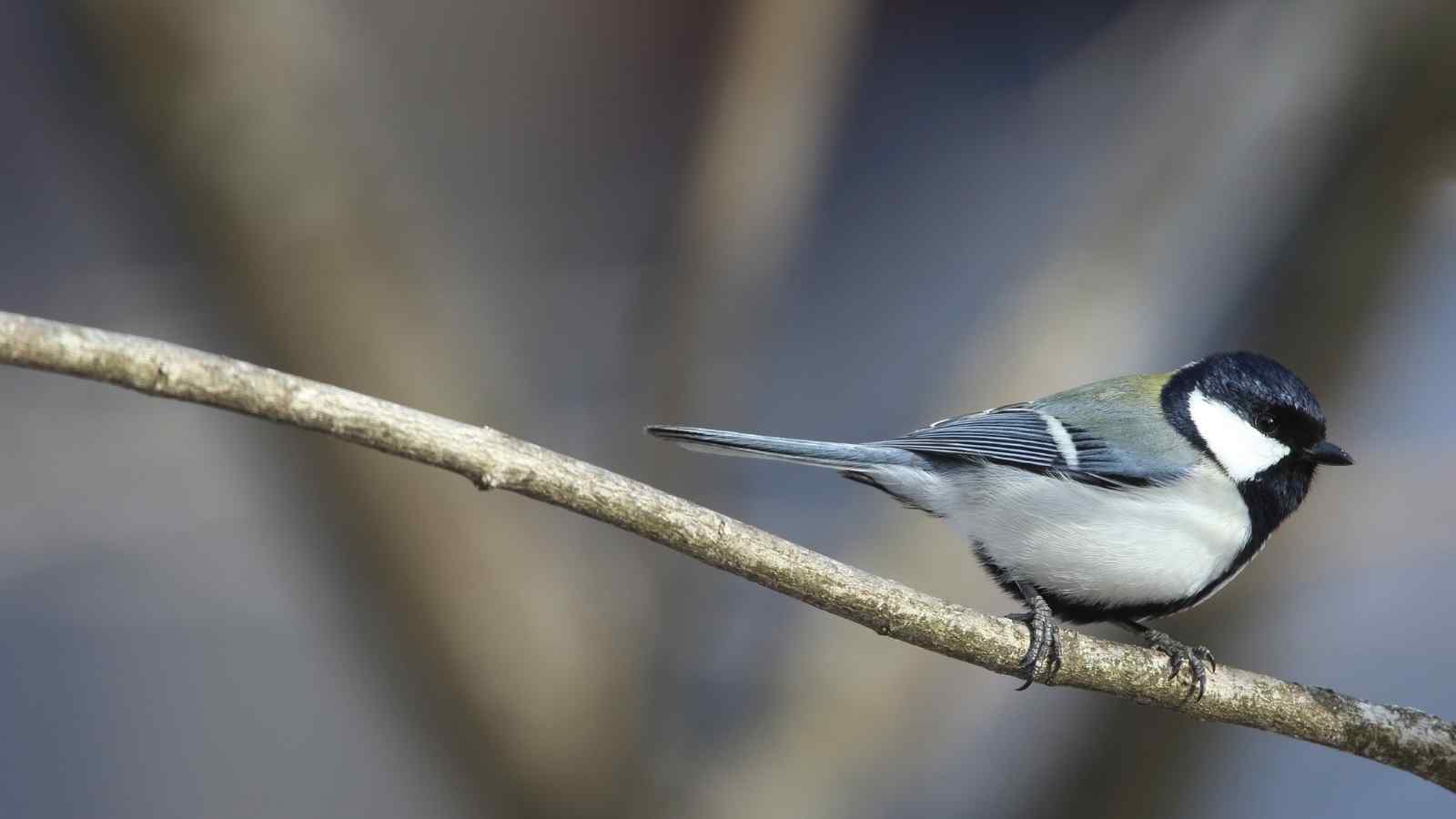 La cinciallegra giapponese comunica con i gesti e vocalizzi strutturati come frasi, questo il risultato di uno studio di Tokyo