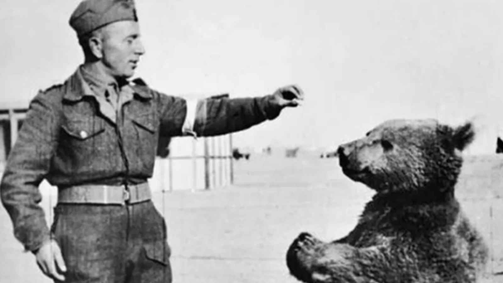 Wojtek, l'orso soldato del reggimento polacco durante la seconda guerra mondiale