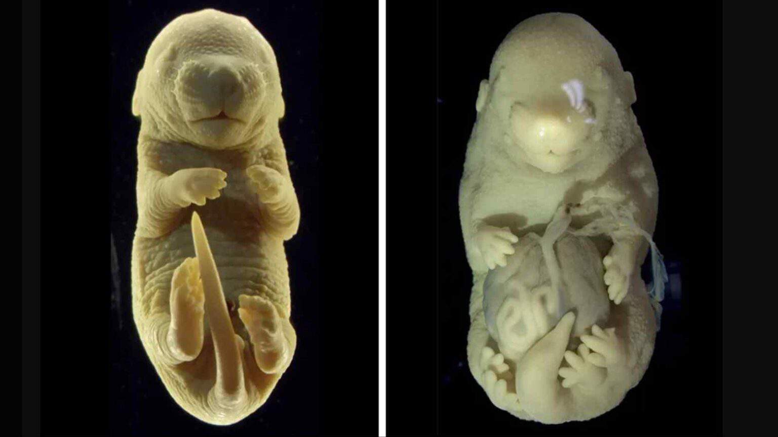 Il raffronto visivo tra un embrione di topo normale e il topo a sei zampe creato in laboratorio con la proteina Tgfbr1