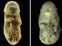 Il raffronto visivo tra un embrione di topo normale e il topo a sei zampe creato in laboratorio con la proteina Tgfbr1