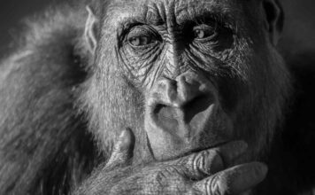 Le scimmie africane fortemente minacciate di estinzione a causa dell'estrazione di materie prime