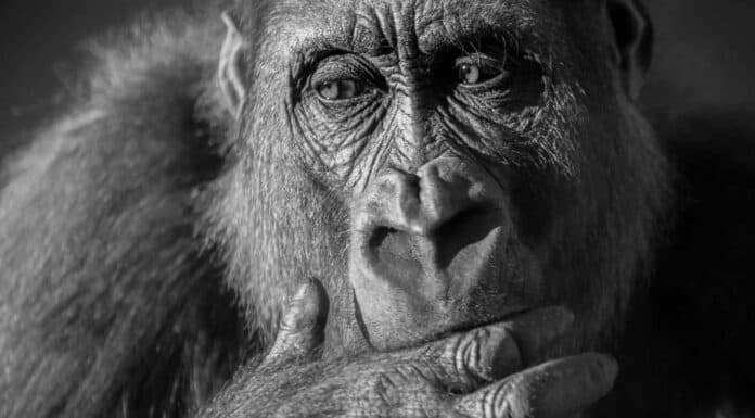 Le scimmie africane fortemente minacciate di estinzione a causa dell'estrazione di materie prime