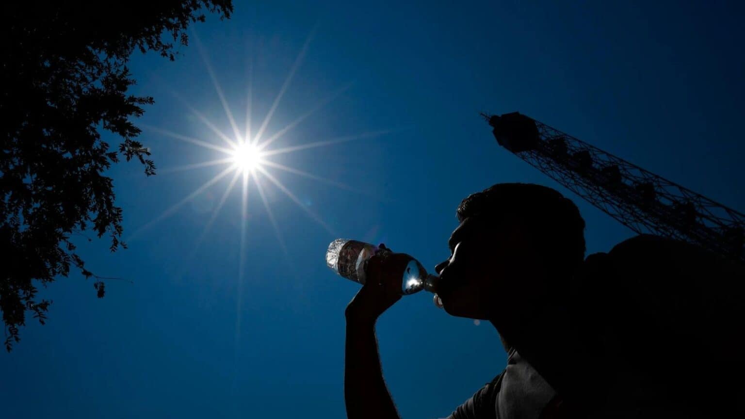 Caldo sta sterminando degli animali molto importanti