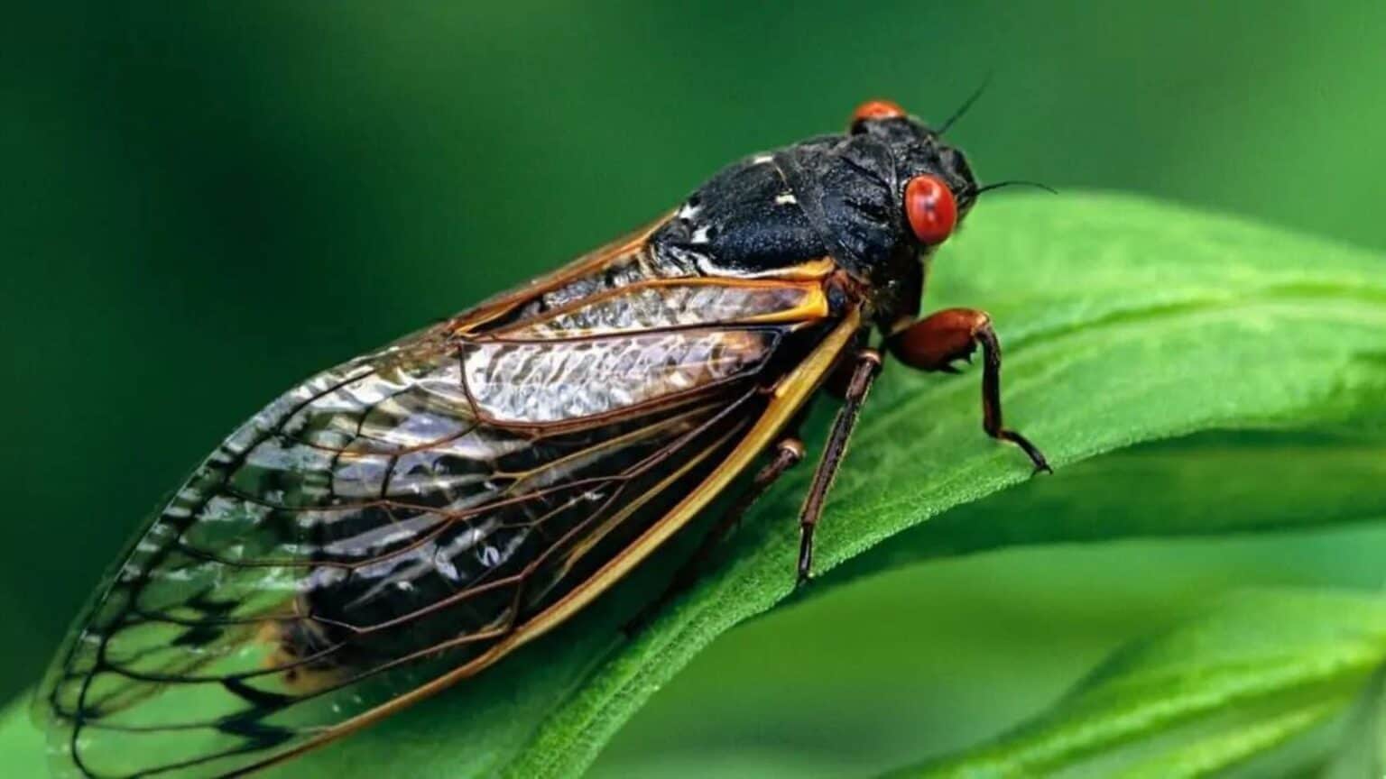 Cicale arrivano negli USA