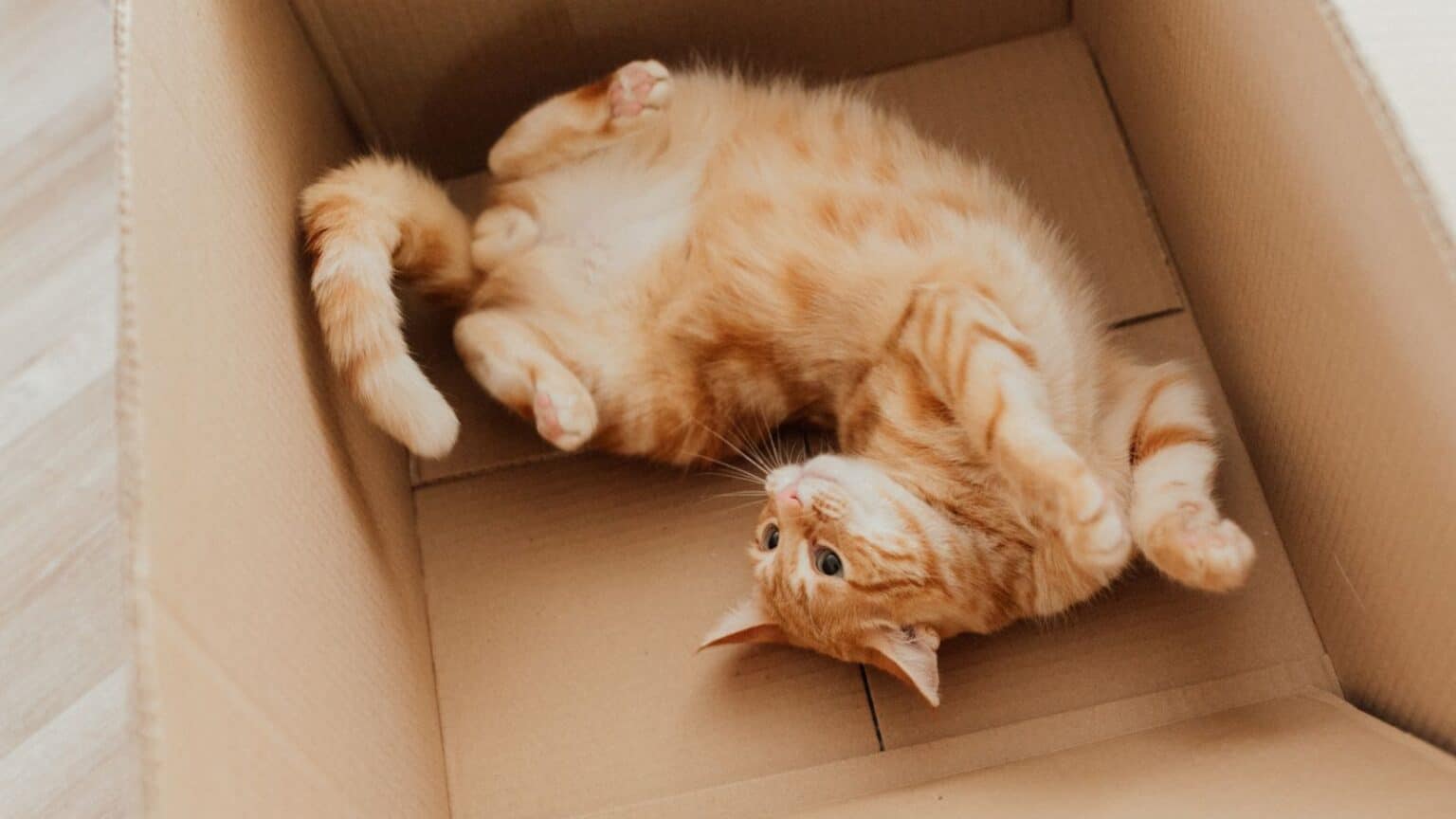 Fisica, nuova risoluzione per il gatto di Schrodinger