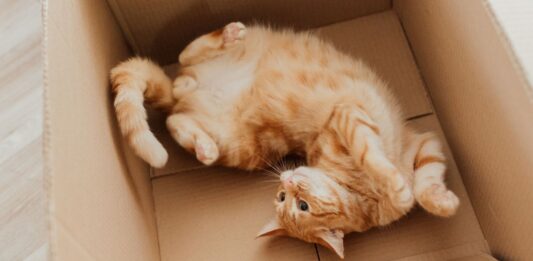 Fisica, nuova risoluzione per il gatto di Schrodinger