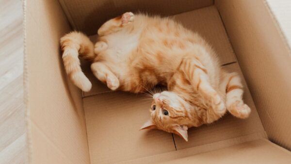 Fisica, nuova risoluzione per il gatto di Schrodinger