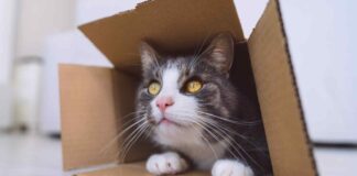 Il paradosso del gatto di Schrödinger potrebbe aver trovato una sua soluzione