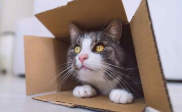 Il paradosso del gatto di Schrödinger potrebbe aver trovato una sua soluzione