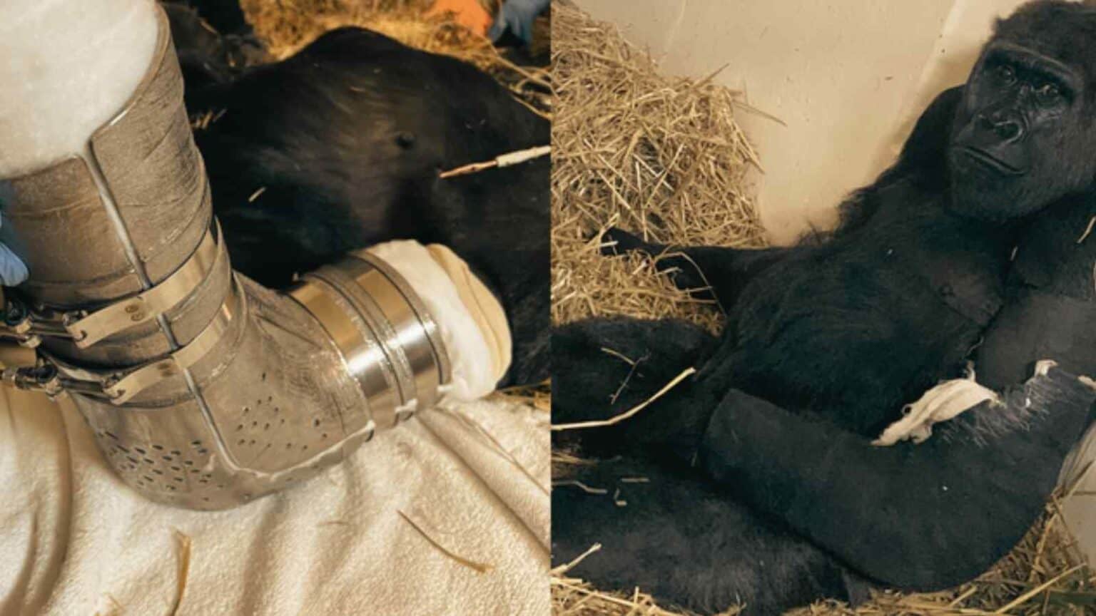 La bellissima Gladys mostra il gesso di titanio creato appositamente per lei
