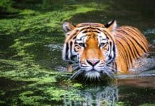 Le tigri del Bengala sono tra le specie a rischio seguite negli spostamenti grazie ai satelliti della NASA