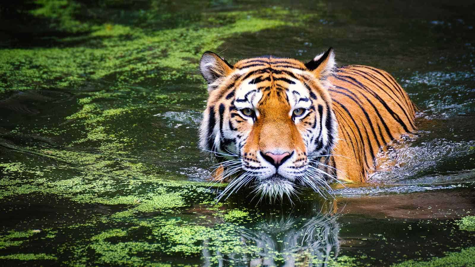 Le tigri del Bengala sono tra le specie a rischio seguite negli spostamenti grazie ai satelliti della NASA