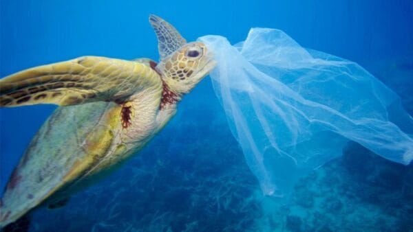 Inquinamento: il Mediterraneo pieno di rifiuti come l'Oceano Pacifico