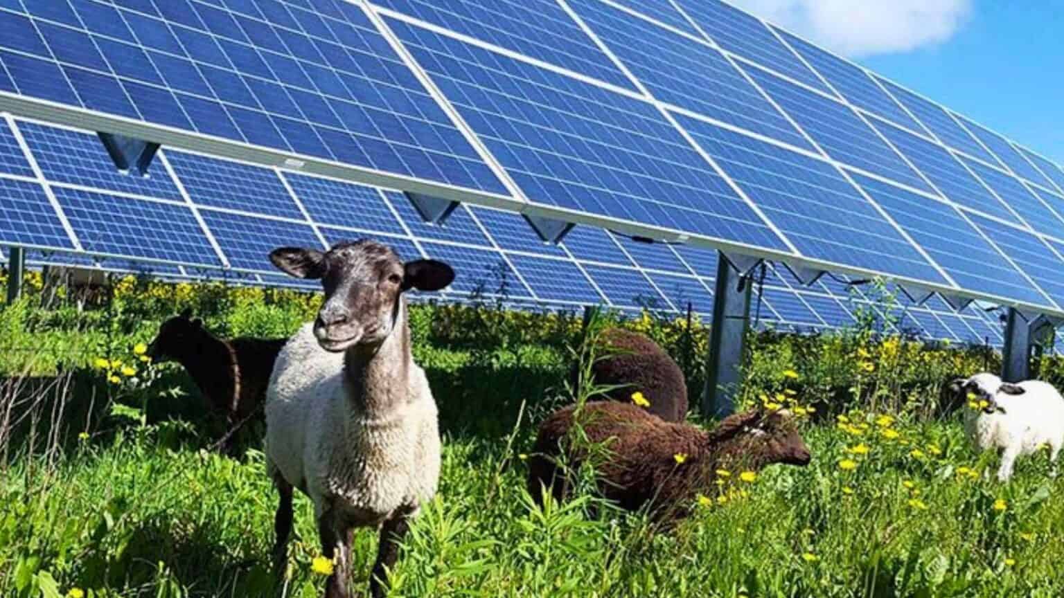 Agrivoltaico: gli Stati Uniti investono sugli impianti e l'Italia cosa farà?