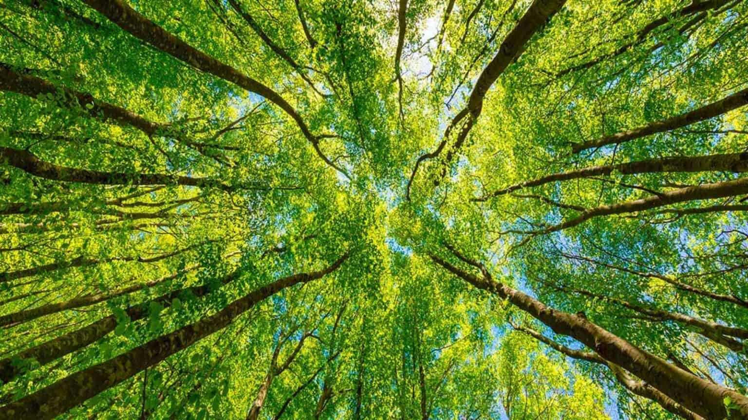 Green Deal europeo: arrivano le regole per il ripristino della natura, Italia contro