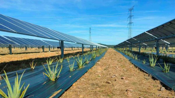 Agrivoltaico: l'impianto che il Papa ha scelto per la Santa Sede in Vaticano