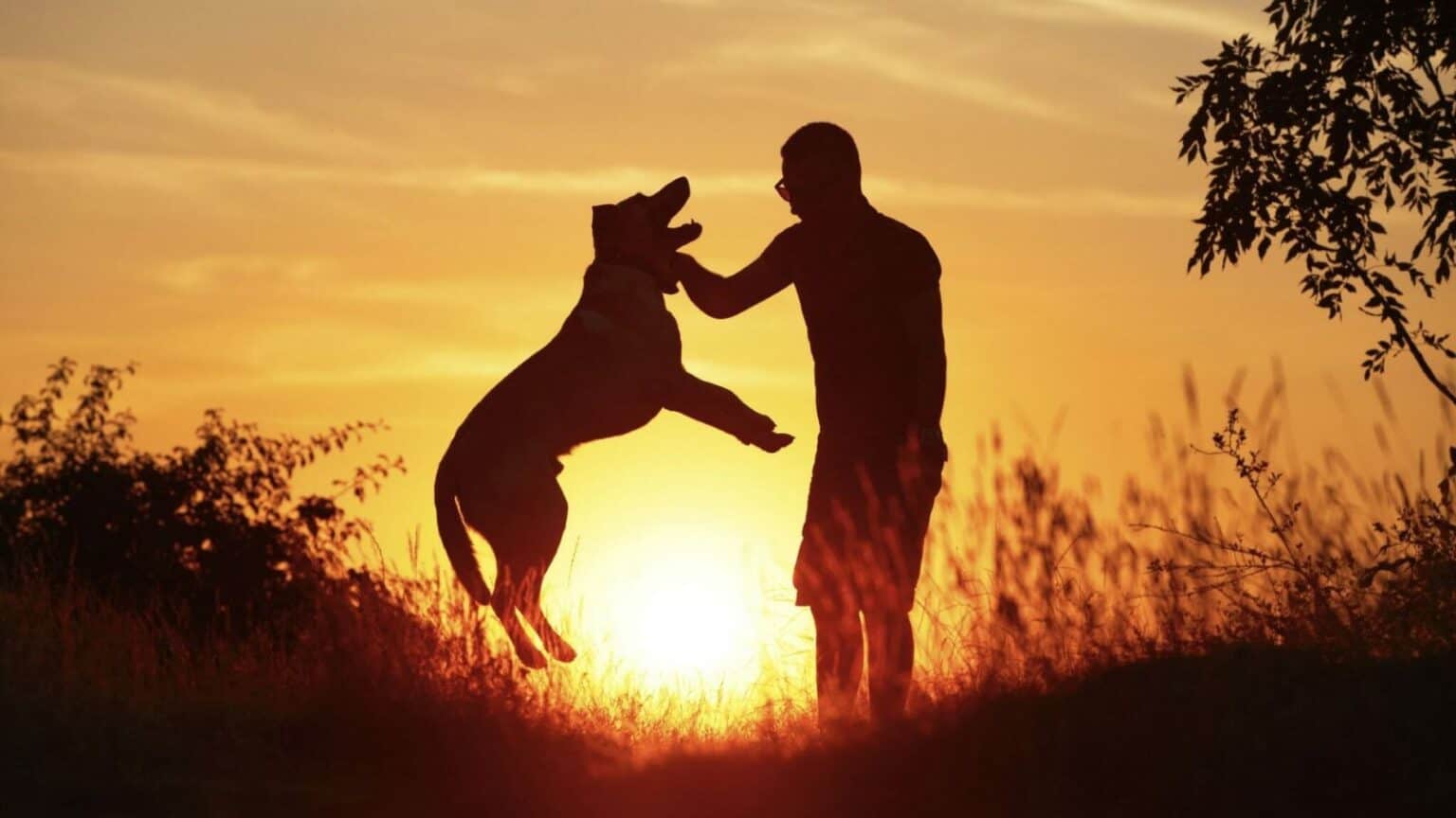 animali