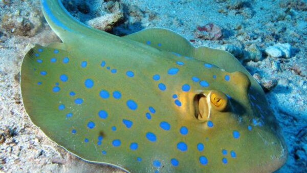 Animale marino dal colore molto strano