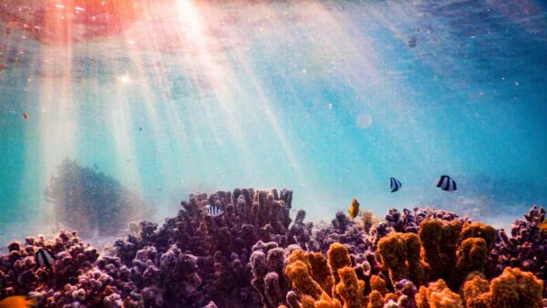 La controversa intenzione di raccogliere minerali preziosi nelle profondità marine, o deep sea mining, non è condivisa da molti paesi.