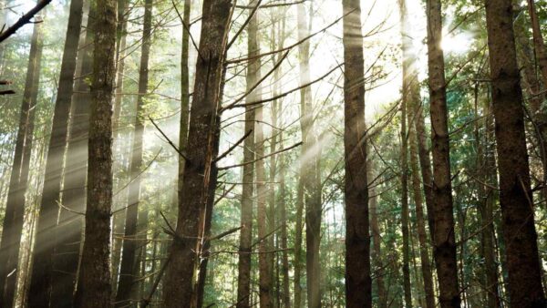 Il legno è da sempre uno dei materiali edili più eco-compatibili, ma il trattamento chimico rimaneva un problema ora risolto con la genetica.