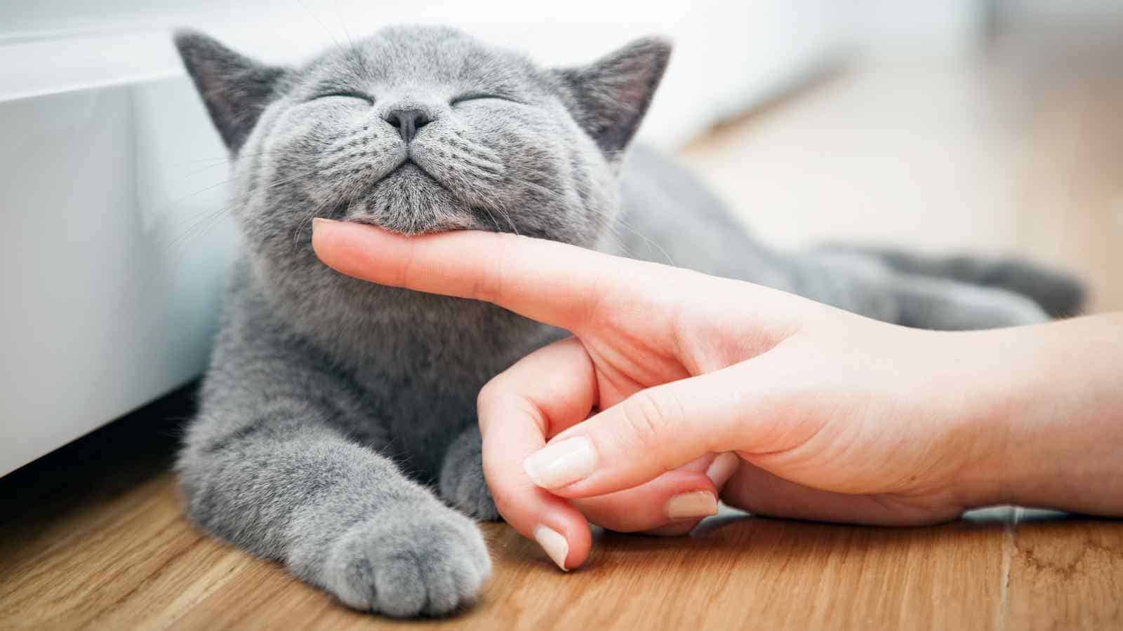 LG PuriCare: un purificatore d’aria per animali domestici