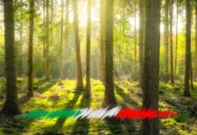 Riforestazione in Italia: 300 progetti su 3.000 ettari nel 2023 L'Italia e l'impegno per la riforestazione sta cominciando a dare i suoi frutti, con ben oltre 2,4 milioni di nuovi alberi piantati.