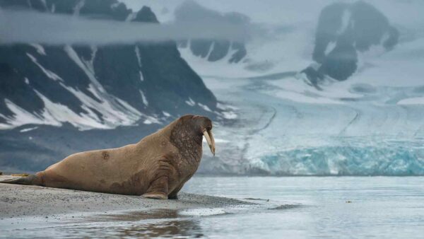 Mesyatsev era un enorme iceberg che sin dal 2010 veniva monitorato dagli umani ed abitato da molti trichechi, ora però non esiste più.