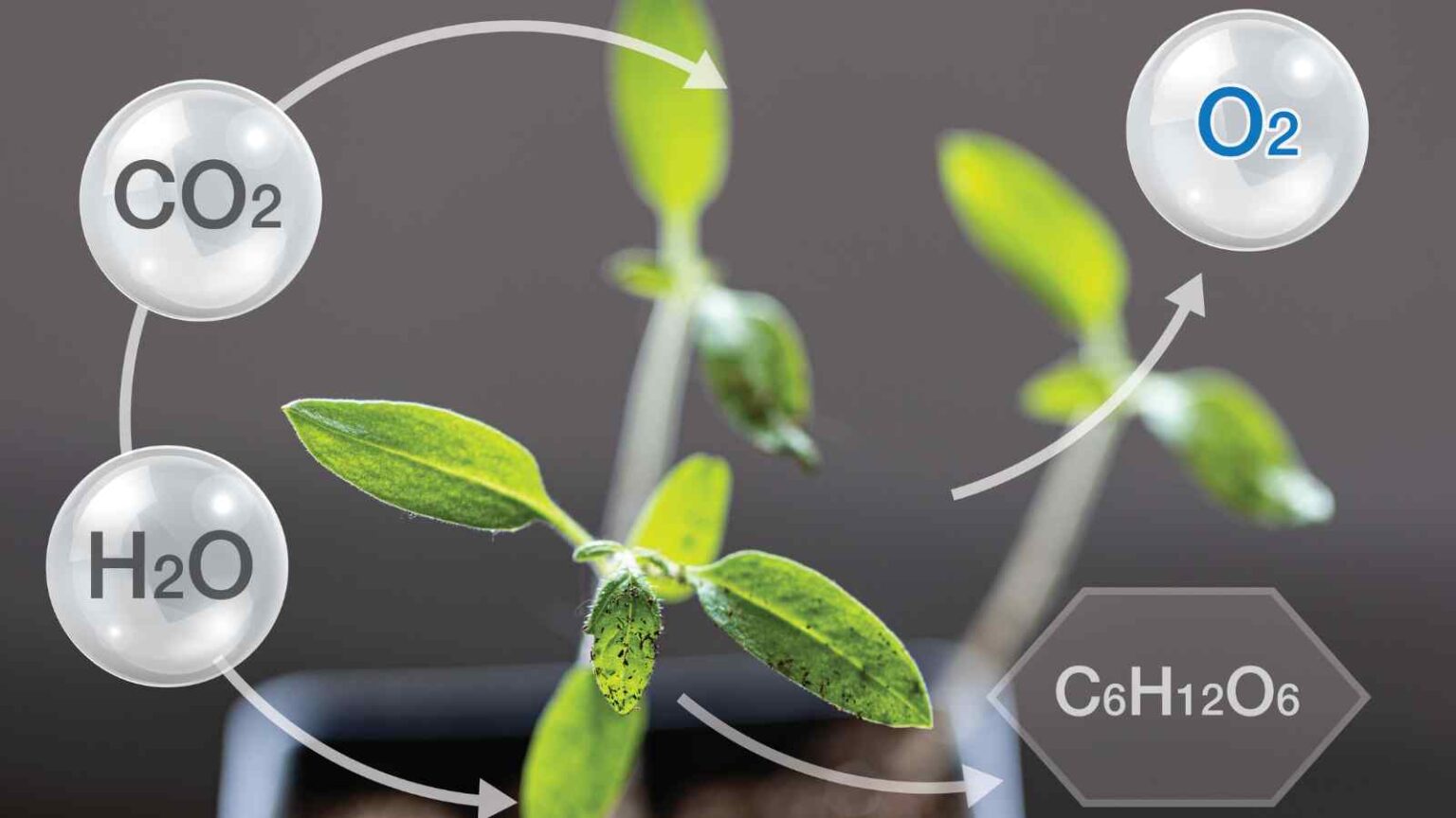All’Argonne National Laboratory sono riusciti a sviluppare un catalizzatore ibrido ispirandosi alla natura, e creando qualcosa di innovativo.