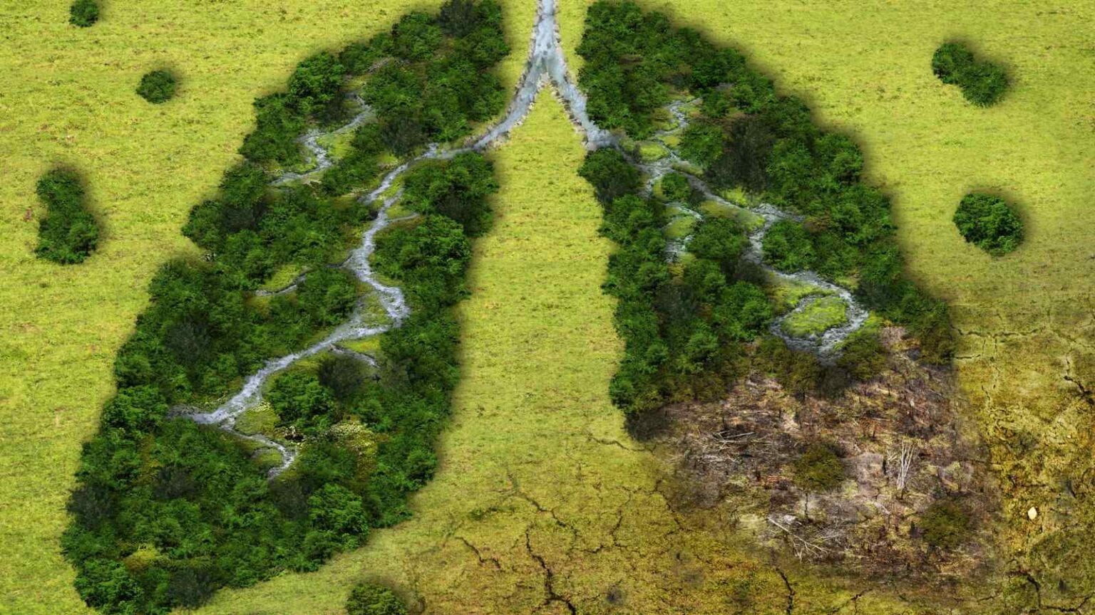 La deforestazione è un vero flagello che attacca il clima e l'ambiente su diversi fronti, ma l'UE continua a rimandare la sua legge.