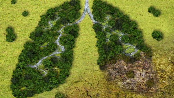 La deforestazione è un vero flagello che attacca il clima e l'ambiente su diversi fronti, ma l'UE continua a rimandare la sua legge.