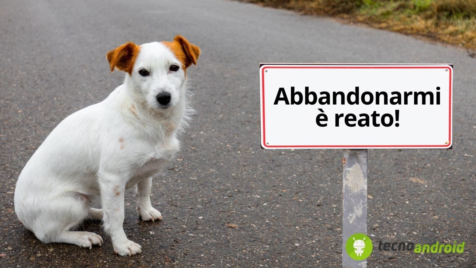 Abbandono degli animali: sanzioni più dure con il nuovo Codice Stradale