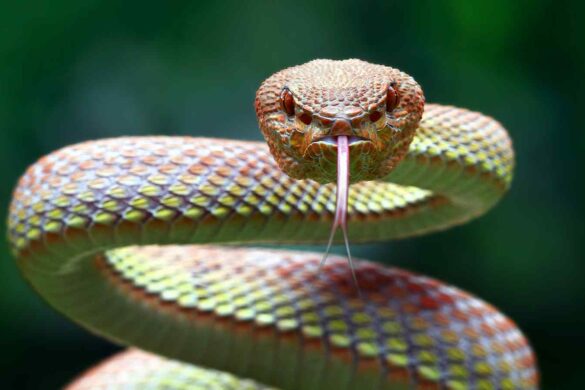 L’AI sviluppa nuove proteine contro il veleno dei serpenti mortali