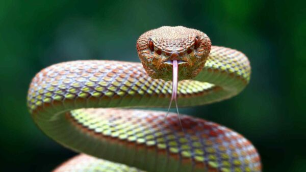 Un team di ricerca ha creato con l'AI proteine in grado di neutralizzare i veleni dei serpenti, aprendo nuove frontiere nei trattamenti.